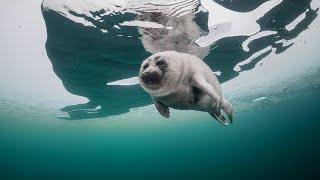 Baikal seal (nerpa) underwater under the ice of the Lake Baikal