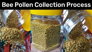 Bee Pollen Collection Process