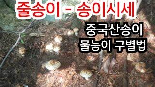 송이버섯 터졌습니다(줄송이) / 송이 능이시세(모르면 눈탱이 맞아요)착한가게 태흥식품 010-6761-7770 / 054-552-3314 #송이버섯산행