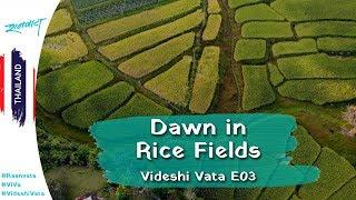 Dawn in Rice Fields | Thailand | Videshi Vata E03 | Raanvata #ViVa