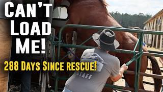 288 Days at Shelter - Horse Plus Happenings #5 | 10/1/2024