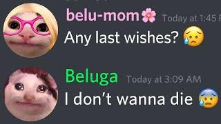 When beluga forgets to do belumom work... | beluga