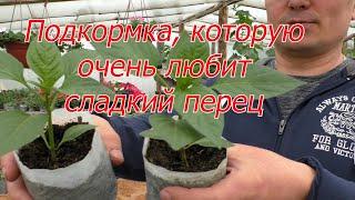 Подкормка рассады перца, о которой мало кто знает.