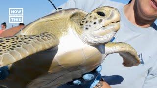 Rehabilitated Sea Turtles Return to Ocean ️