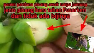 panen perdana pisang awak tanpa jantung