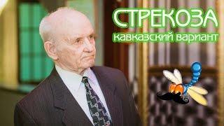 Стрекоза | перезагрузка на кавказский лад