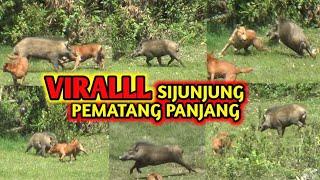 VIRAL ‼️Berburu Hama Babi Hutan Di Pematang Panjang Sijunjung