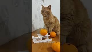 Кіт-поет Ірисик відкрив мандариновий сезон А ви?) #кіт #кітпоет #catlover #мандарини