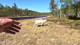 Kohtaamisia porojen kanssa Lapissa. Hammastunturin erämaan laidalla, Saariselkä