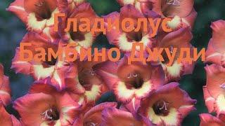 Гладиолус бамбино Джуди (gladiolus bambino judy)  обзор: как сажать, луковицы гладиолуса Джуди