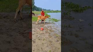 Gala cow #shorts