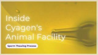Inside Cyagen's Animal Facility: Sperm Thawing Process | Cyagen