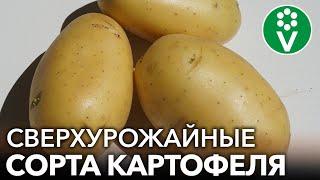 ТРИ СОРТА КАРТОФЕЛЯ, КОТОРЫЕ ПОРАЗИЛИ МЕНЯ В 2022 ГОДУ - СУПЕРУРОЖАЙНЫЕ И ВКУСНЫЕ!