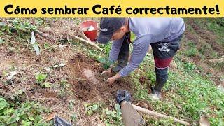 Cómo sembrar Café correctamente!