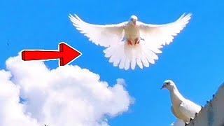 Второй полёт и покрытие и не надо мучиться!! ! Pigeons