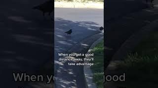  Unravel the Secret: Tips to Befriend Crows in No Time!  #crow #crowbuddy #corvids