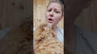 Мейн кун. Кот Джокер. Поем от души.! Новое видео.