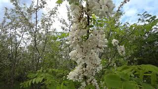 How violently acacia blooms in 2020) Pink and white. Beekeeping.