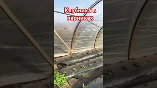 Клубника в парниках . Теплицы для клубники своими руками