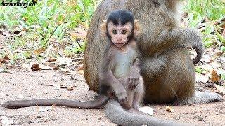 Rey is a smart and intelligent baby monkey - Samnnang kh - He will become a king monkey