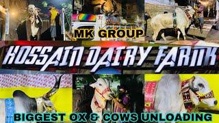 MK GROUP | BIGGEST OX & COWS UNLOADING | AT BAGAN BARI | SEASON 2024 | KOLKATA COW 2024 |
