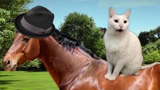 Cats Sing Yankee Doodle (Barney Theme Song) -  Cats Version