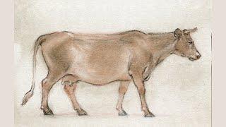 Простое рисование: корова. A simple drawing of a cow.