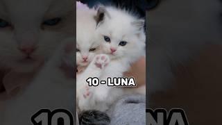 Top 10 Cute female cate names ️