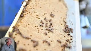 Varroa Issues & Solutions with Oxalic Acid