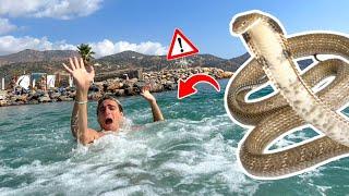 UN SERPENTE MARINO HA MORSO ANTO AL MARE!!!  *chiamiamo un ambulanza *