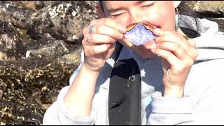 Teaming With Life - California Tidepools