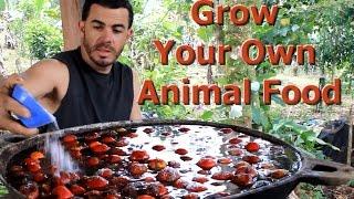 Grow Your Own Animal Food "Living Permaculture" Episode 2 with Brendon McKeon