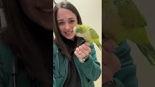 POV: A Year as a Veterinarian