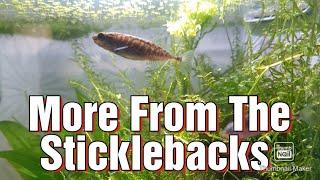 More From The Sticklebacks Tank