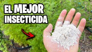 Este INSECTICIDA ELIMINA cualquier BICHO de tus PLANTAS | La Huerta de Ivan