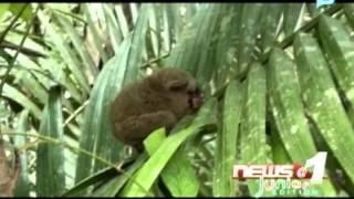 Tarsier's charm makes people want to have them as pets