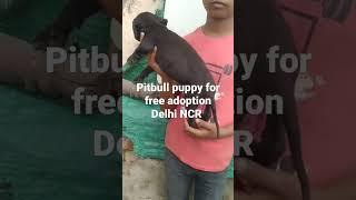 Pitbull puppy for free adoption at Delhi NCR