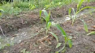 projek kebun dapur...