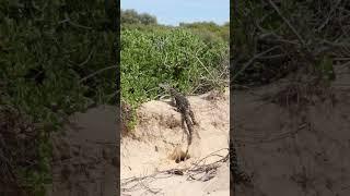 " WHOO"  BIG GOANNA" At Our Deserted Private Beach Camp" #shorts #australia #camping