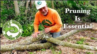 Why You Should Prune Your Fruit Trees