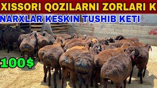 OYBEK TOGA NARXLARNI KESKIN TUSHURIB YUBORDI SHOSHLING