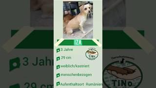IZA 06/25 - Happy power mouse looking for dream home #dog #animalwelfare #dogs #lookingforhome