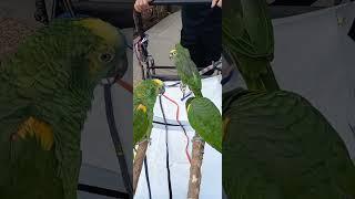 IS IT BEAUTIFUL BIRD