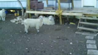 Beckys animals