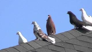 Nikolaevskie Home Pigeons USA  Николаевские голуби в США  Part 1