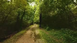 ФУТАЖ. Прогулка по лесной дорожке (Walk along the forest path)