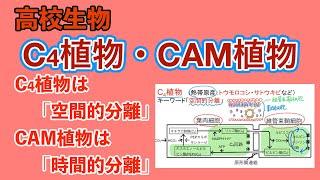 高校生物「C4植物・CAM植物」