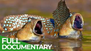 A Wildlife Odyssey - Southeast Asia's Island Paradise | Part 2 | Free Documentary Nature