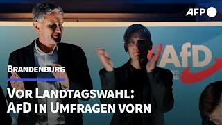 Vor der Wahl in Brandenburg: AfD in Umfragen vorn | AFP