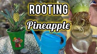 How to Grow a Pineapple Plant *FREE From Top of Grocery Store Pineapples as Houseplant *Root to Pot